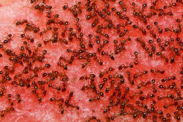eliminación de hormigas de forma eficaz