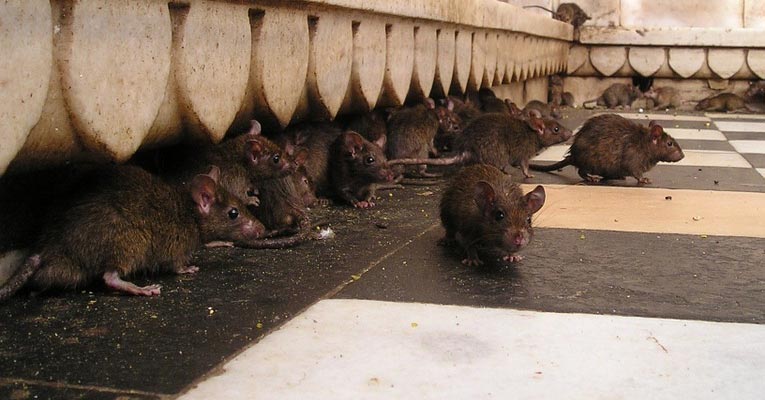 Estrategias para eliminar y trampas para ratas