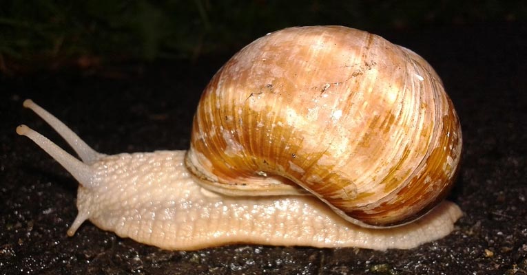 ¿Cómo desinfectar granjas de caracoles?