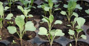 Tratamientos de semilleros con ozono en la agricultura