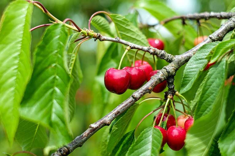 ozono en árboles frutales