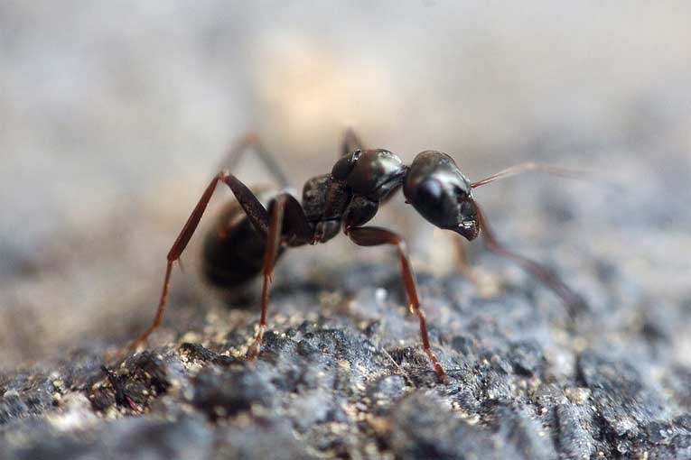 claves del control de plagas de hormigas