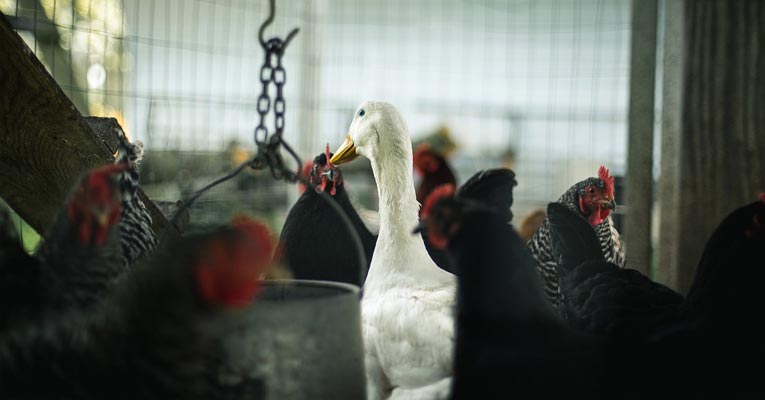 ¿Cómo desinfectar granjas avícolas?