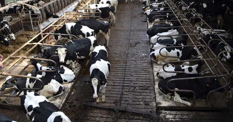 ¿Cómo desinfectar granjas de bovino?