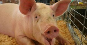 ¿Cómo desinfectar granjas de porcino?