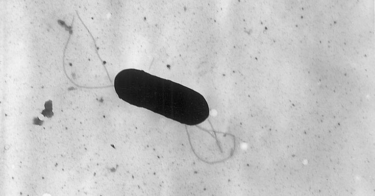 listeria monocytogenes bacteria