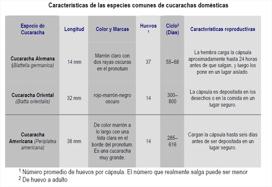 características especies comunes cucarachas domésticas