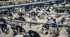¿Cómo desinfectar granjas de ovino?