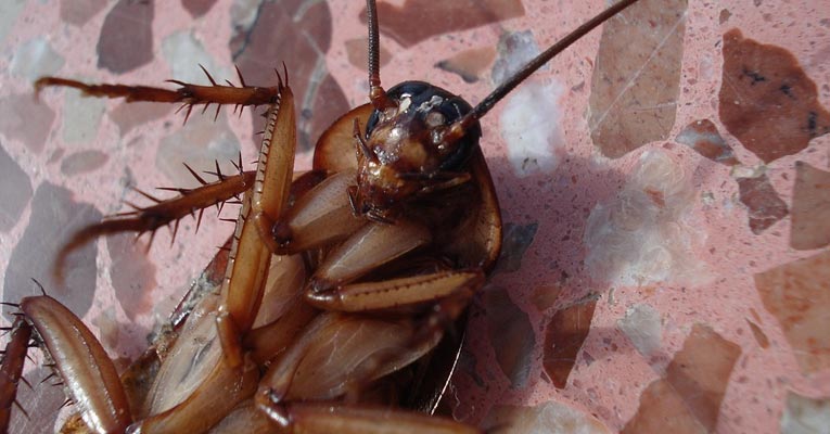 ¿Cómo eliminar plagas de cucarachas?