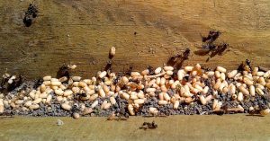 ¿Cómo eliminar plagas de hormigas?