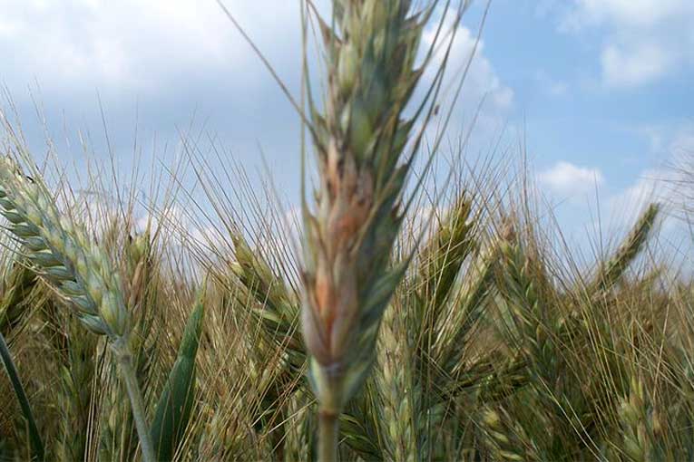 ¿Cómo evitar el fusarium en el cultivo agricultura?