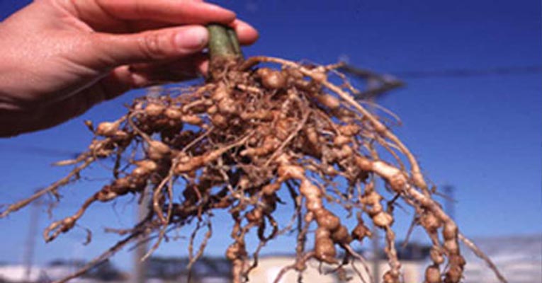 ¿Cómo evitar nematodos en la agricultura?