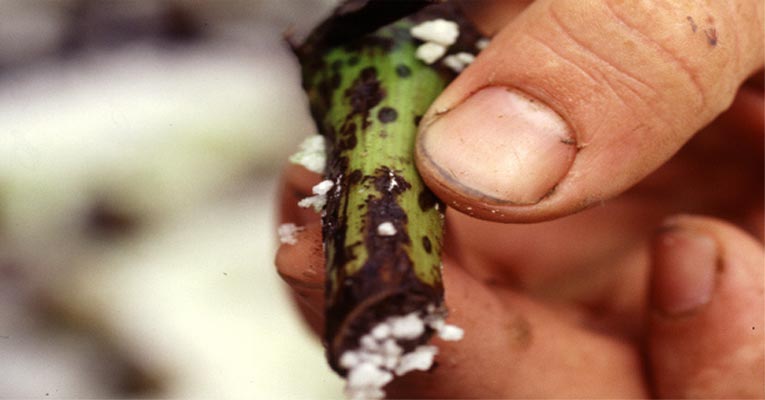 ¿Cómo evitar plagas de Fusarium en la agricultura?