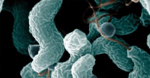 ¿Cómo prevenir infecciones alimentarias por Campylobacter Jejuni?