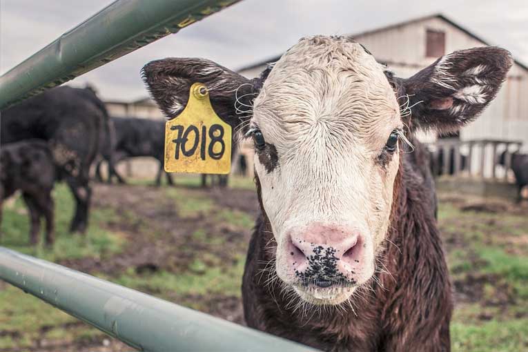 Desinfección de granjas de animales con generadores de ozono