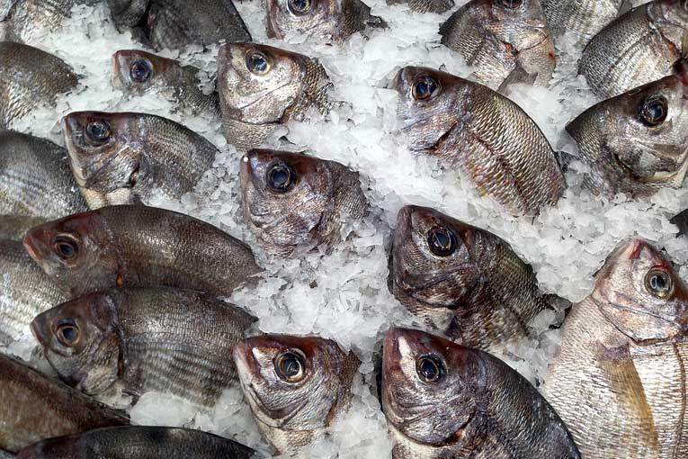 generadores de ozono en el procesado de alimentos