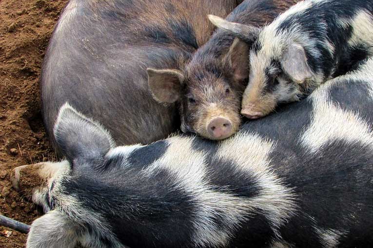 generadores de ozono para granjas de animales