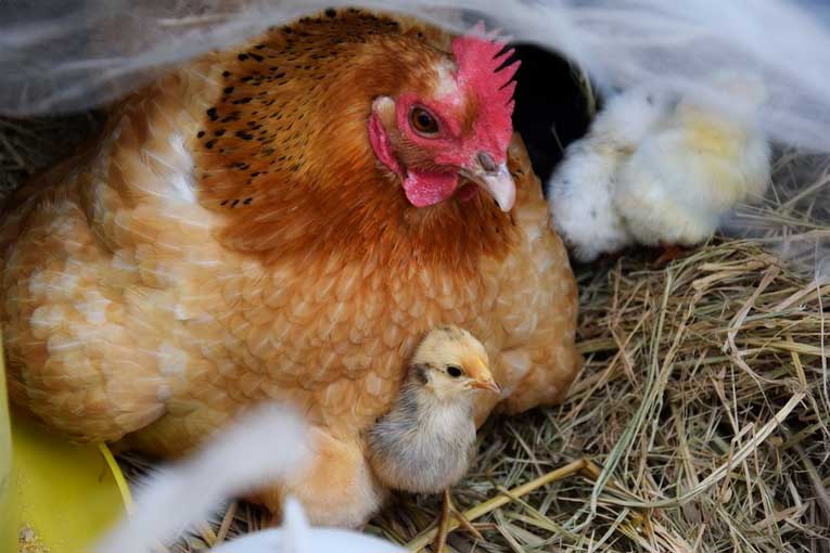 Ozono en cría de animales