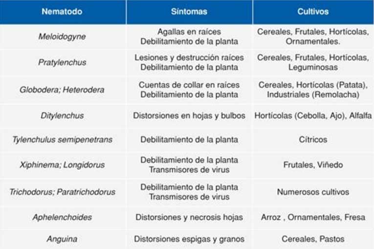 Síntomas y cultivos susceptibles a los principales nematodos fitoparásitos en España.