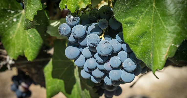 soluciones con ozono en la industria del vino