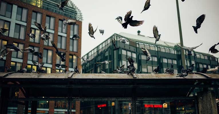 ¿Cómo prevenir plagas de palomas en edificaciones?