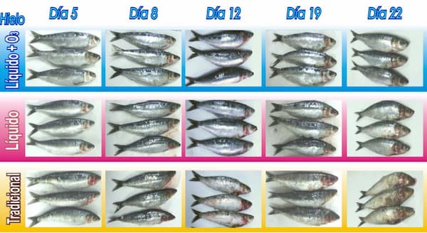 evolucion visual pescado a lo largo del almacenamiento