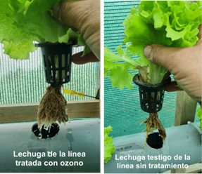 cultivo hidroponico lechugas