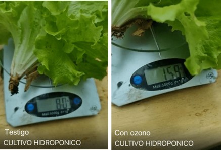 cultivo hidropónico de lechugas