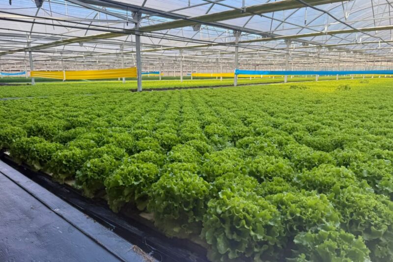 Cultivo hidropónico de lechugas