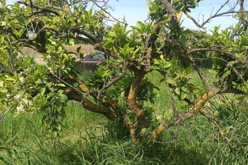 Almendros sanos y fuertes gracias a la tecnología del ozono
