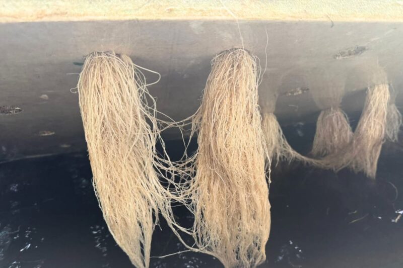 Raíces de blancas y sanas en cultivo de cebollino