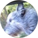 Foto de perfil de wildwolf rr